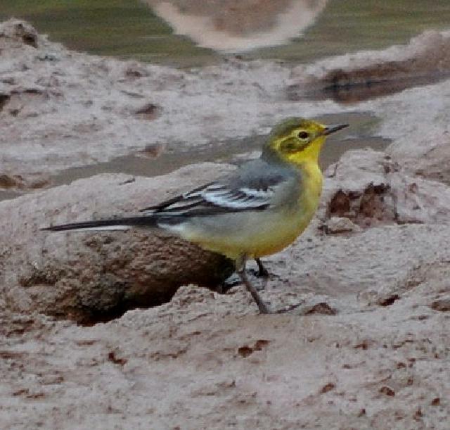 citrine wagtail female